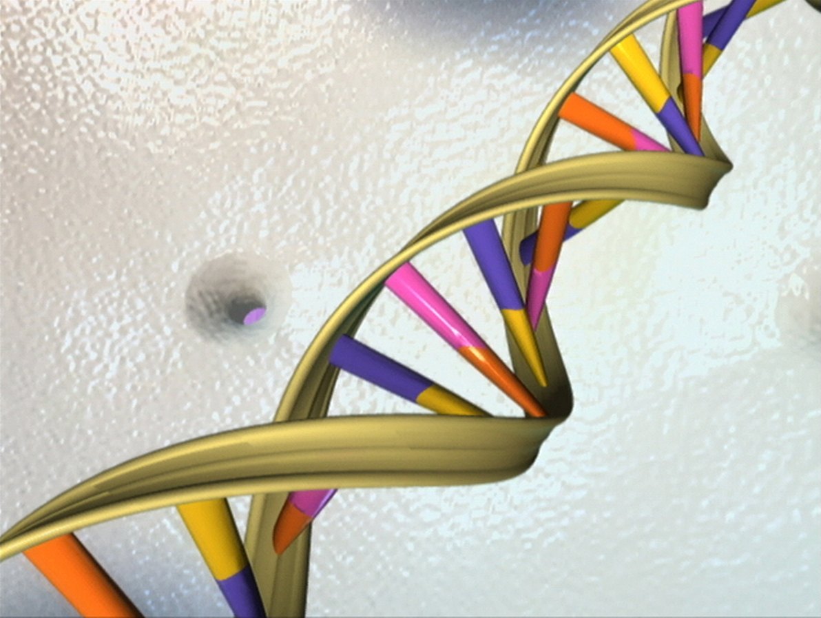 Mô hình chuỗi xoắn kép DNA